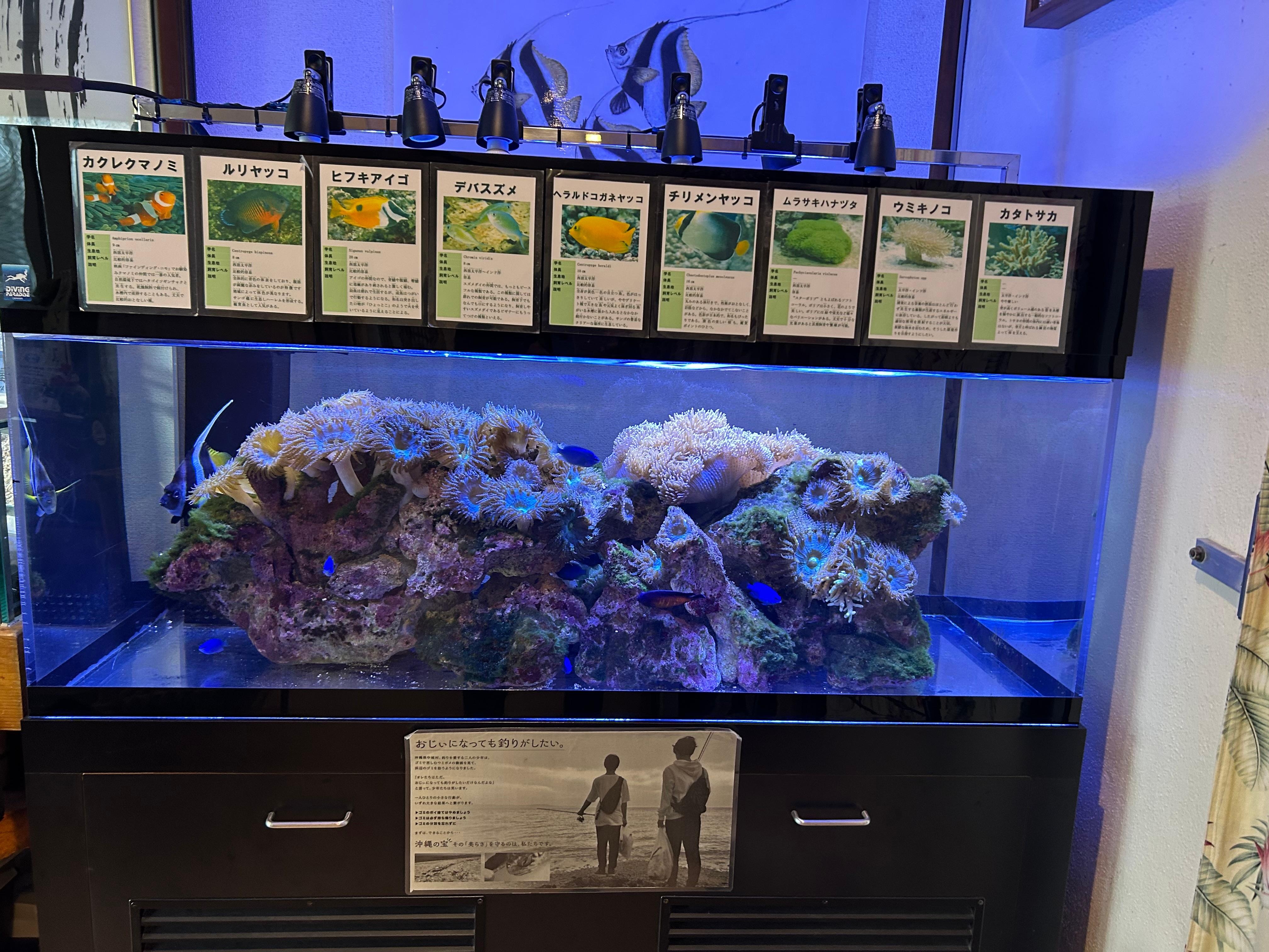 可愛い熱帯魚🐠たちに癒されます。