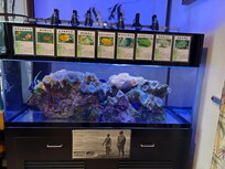 可愛い熱帯魚🐠たちに癒されます。