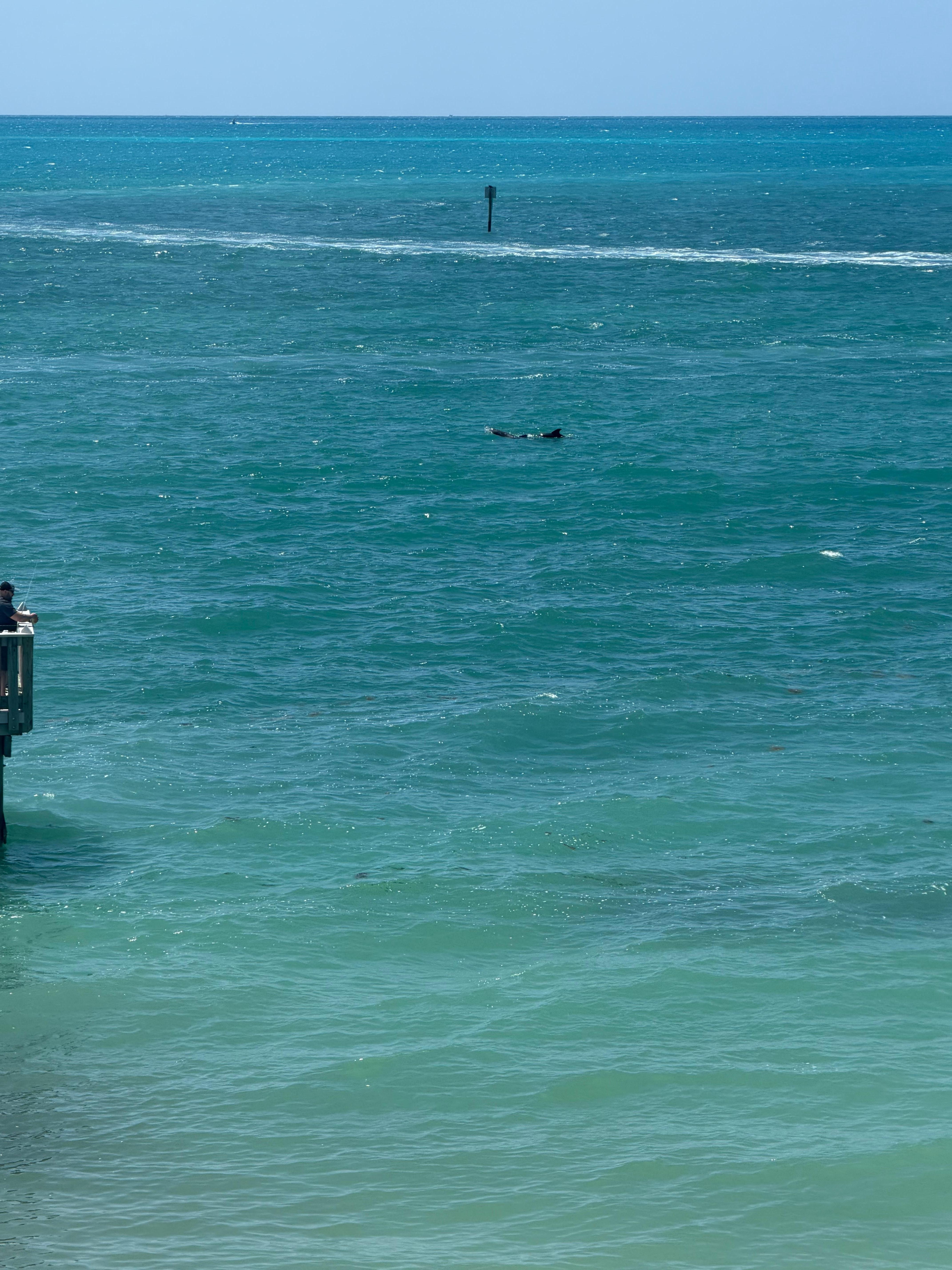 Dolphins seen from the balcony