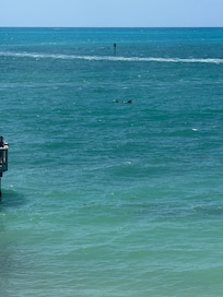 Dolphins seen from the balcony