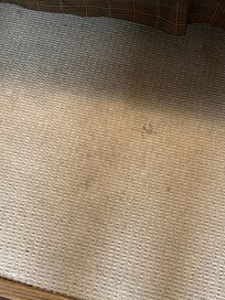 Carpet in downstairs bedroom. All carpet was that bad.