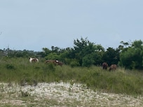 Wild horses at the state park