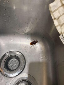 Roach 2 and in the kitchen discussing