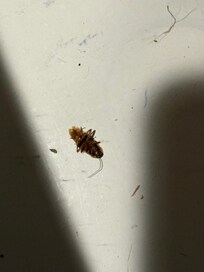 roaches