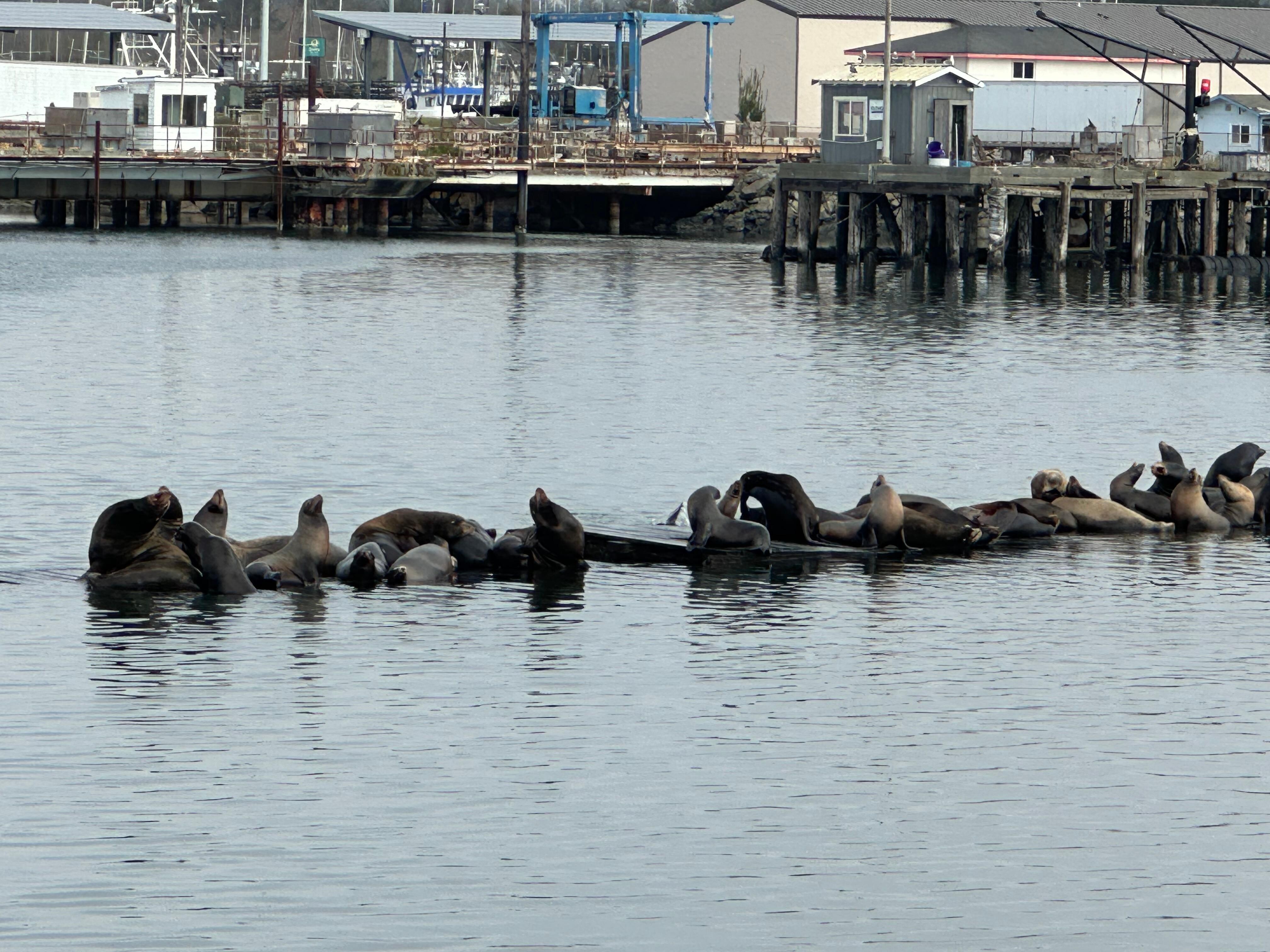 Go down to the marina to see the Sea Lions