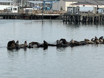 Go down to the marina to see the Sea Lions