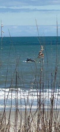 Dolphins enjoying the day