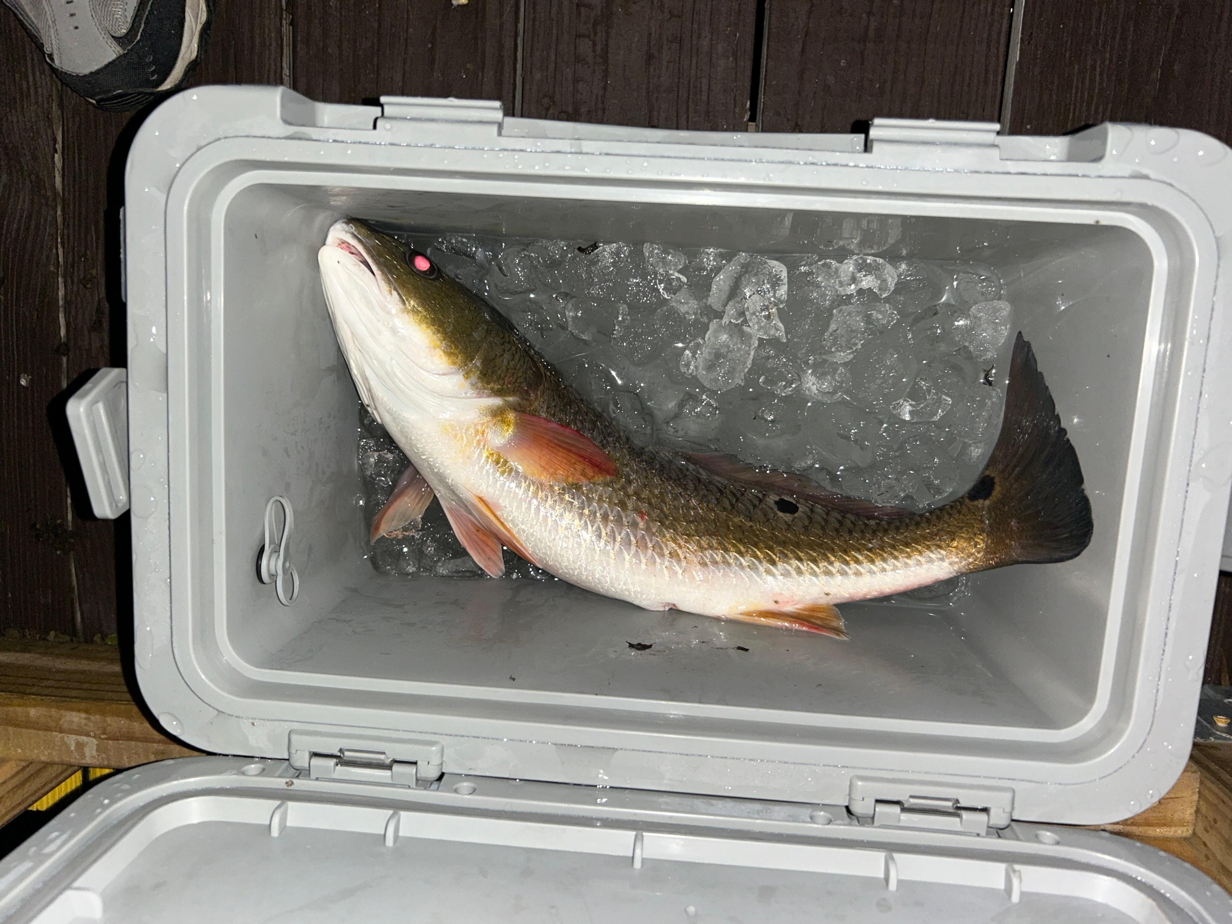 Caught off the dock. 