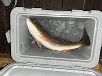 Caught off the dock.