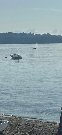 Watch Orca from the deck
