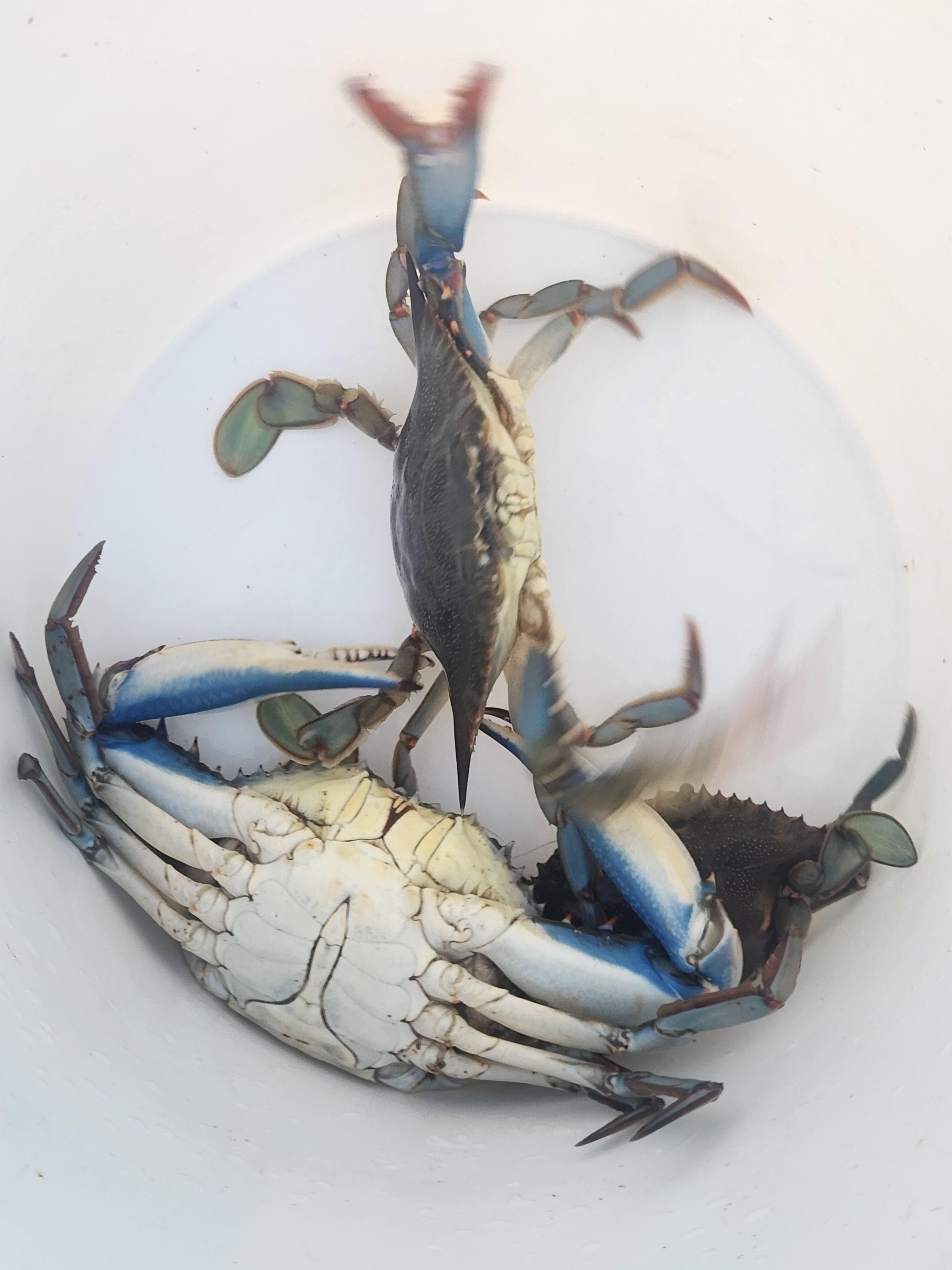 Crabs caught off dock in crab net