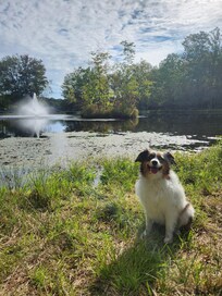 Our dog by the fountain
