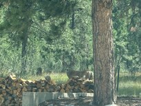Wild life came to say hello and check how we like Colorado