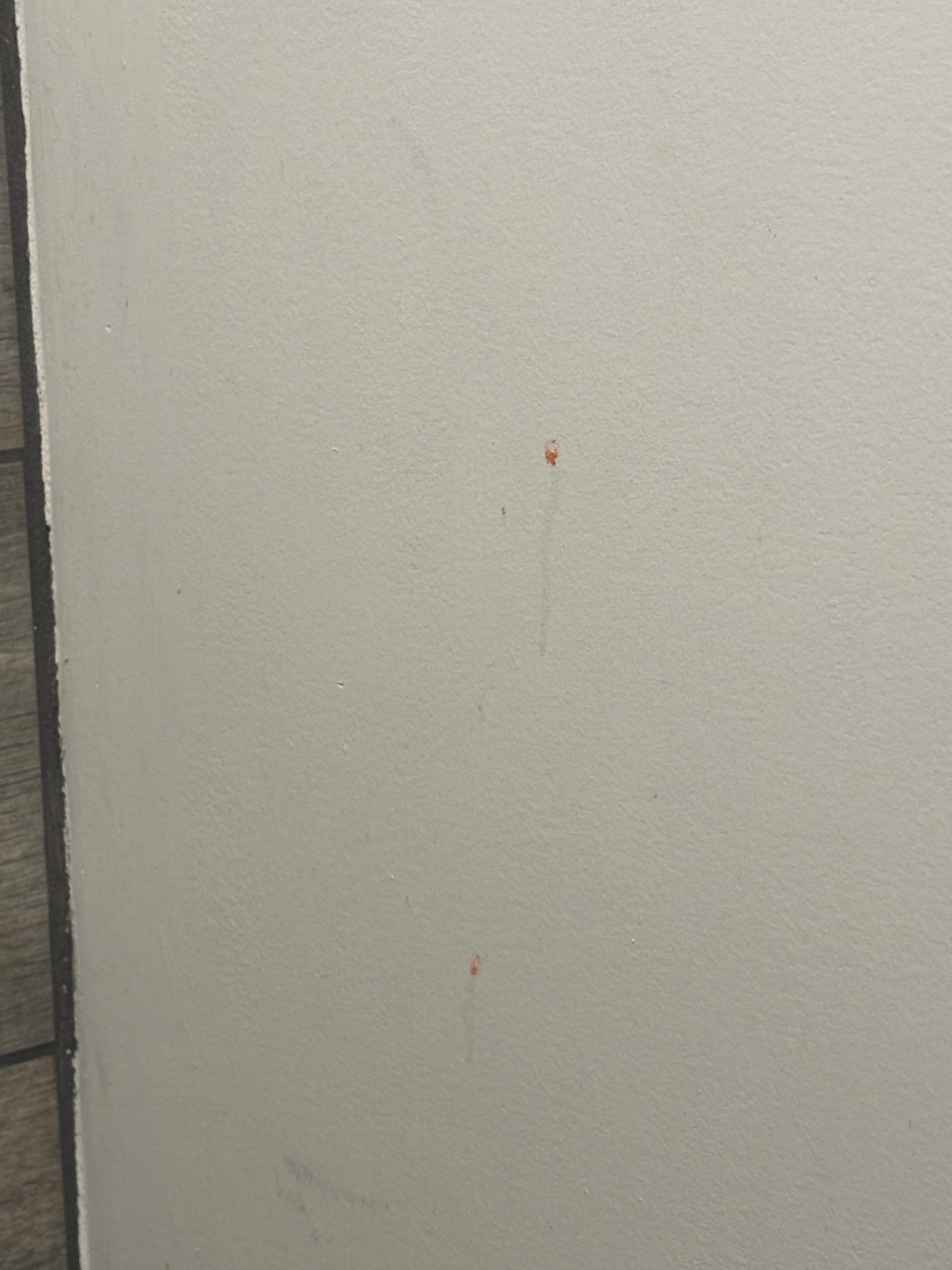 What we think was puke splatter, matching color spatter in toilet 🤮