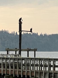 Two American Bald Eagles