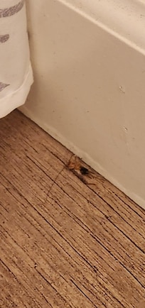 Bugs in bathroom