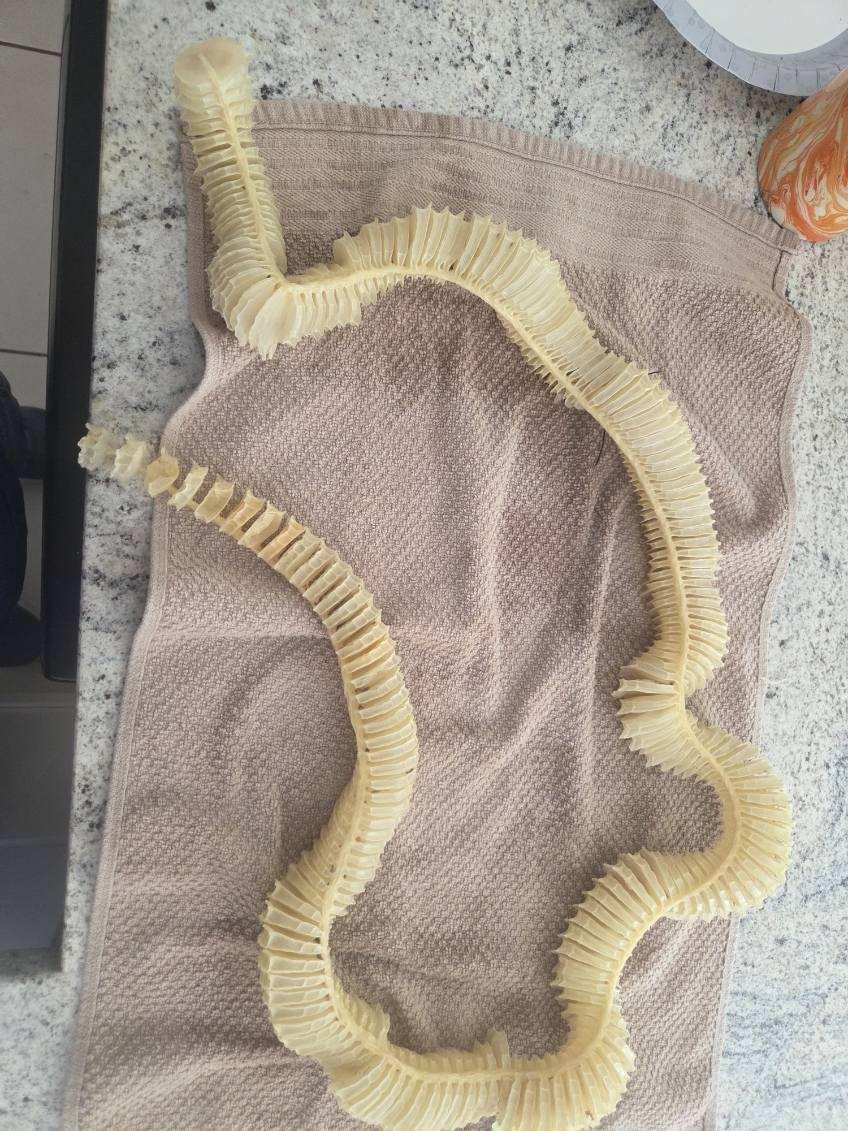 Lightning Whelk Egg Sack "Mermaid's Necklace"