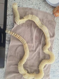 Lightning Whelk Egg Sack "Mermaid's Necklace"