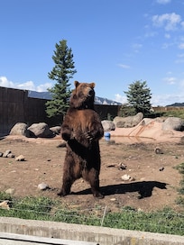 Grizzly Encounter