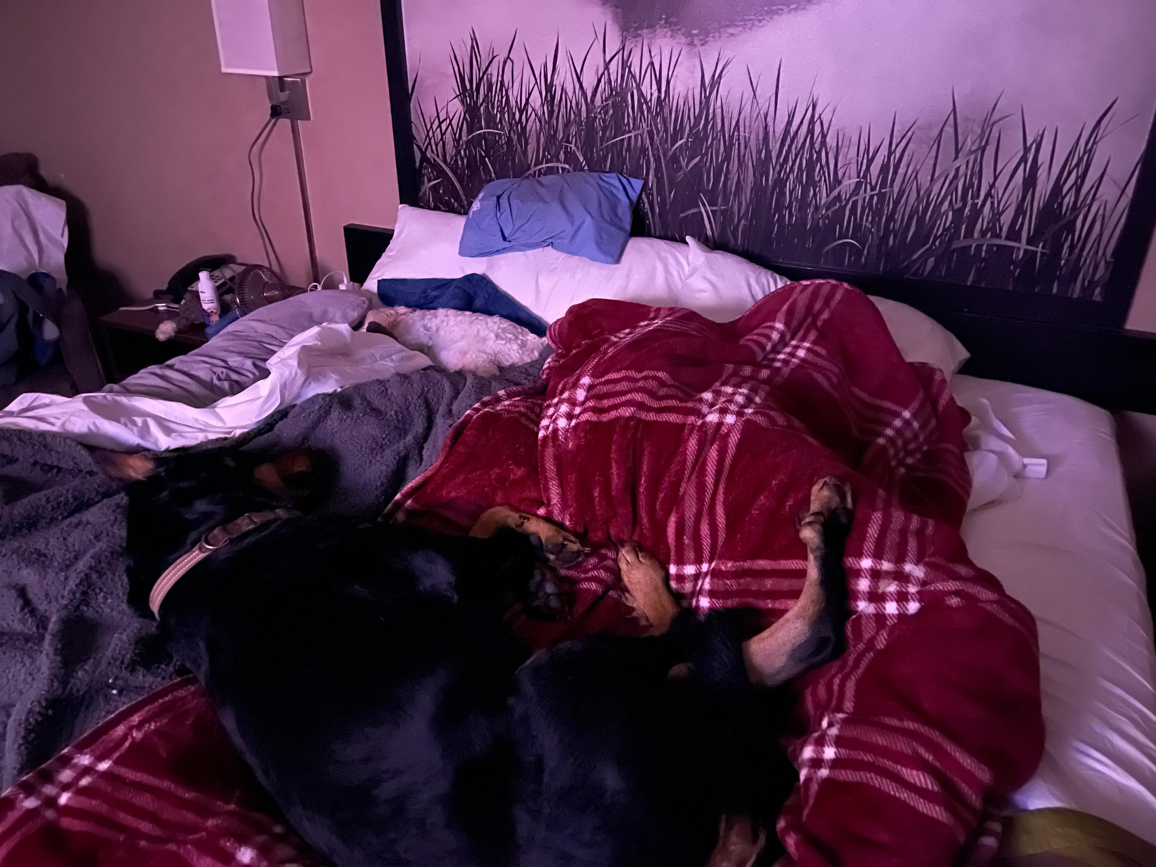 And it’s pet friendly. We bring our own blankets for the beds 