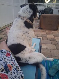 Bella lounging on the lounge chair