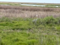 Great Blue Heron in the marsh