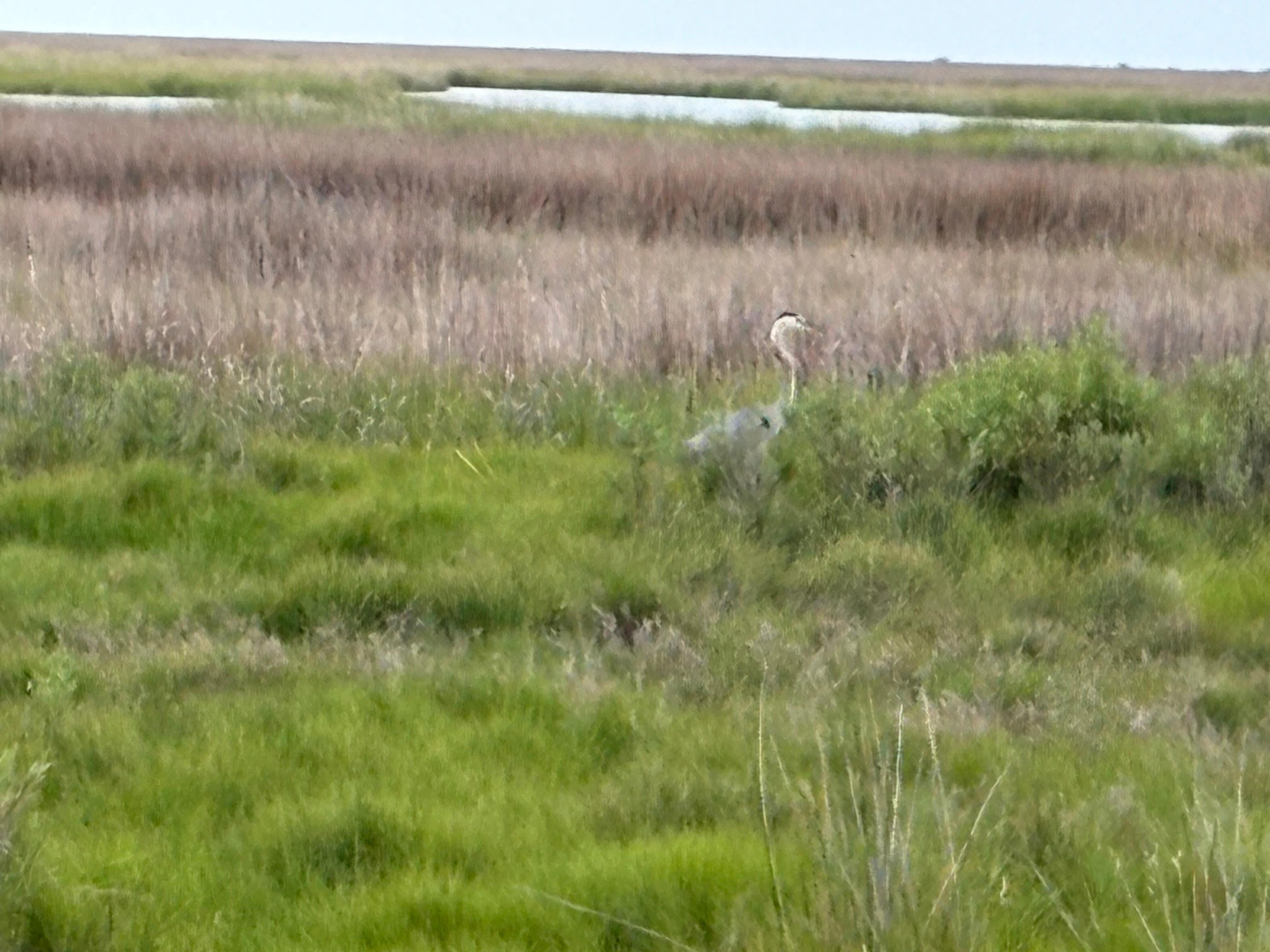 Great Blue Heron in the marsh