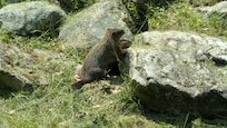 This little fellow entertained us from the kitchen window. We named him "Woodrow".