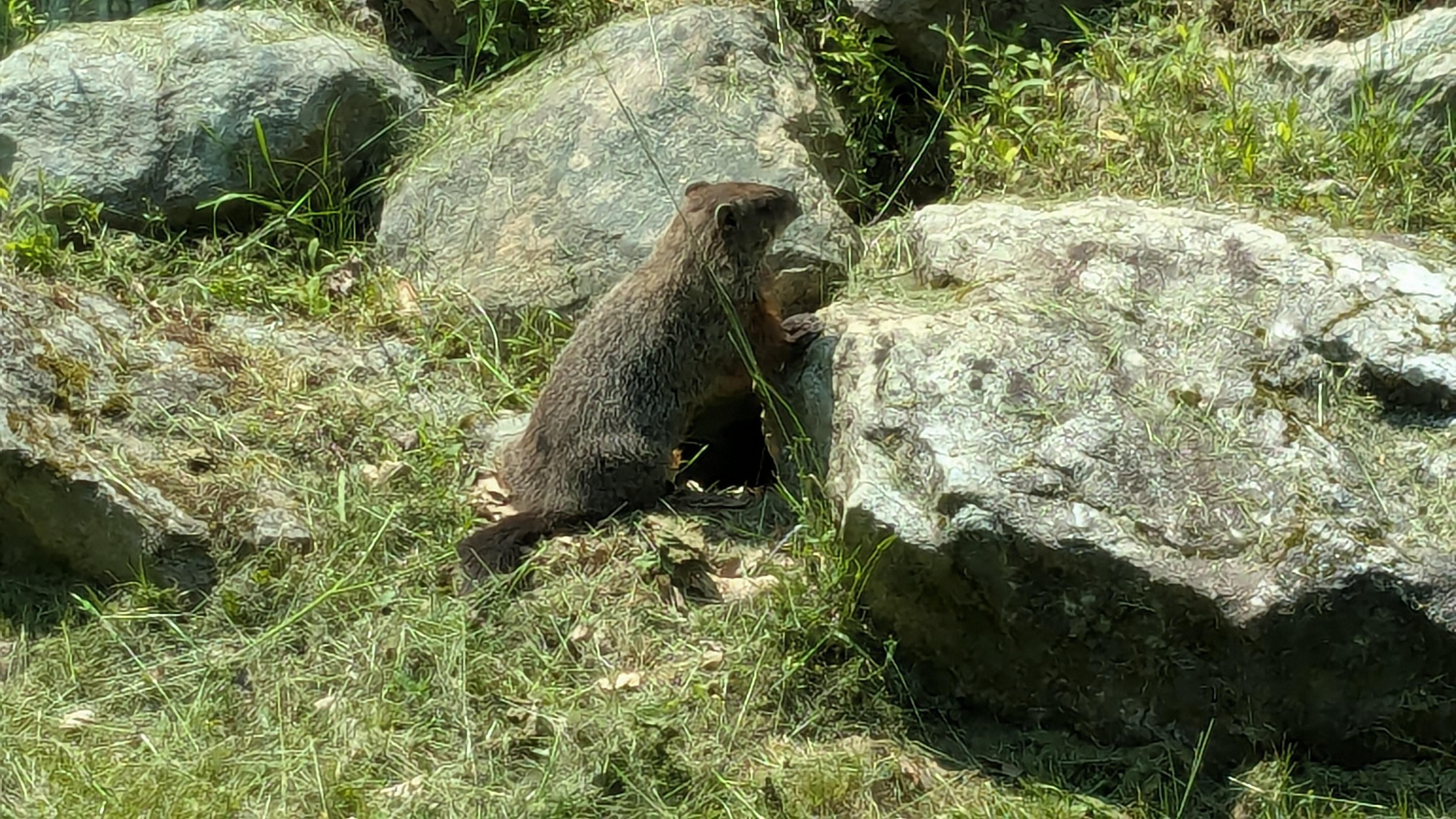 This little fellow entertained us from the kitchen window. We named him "Woodrow".