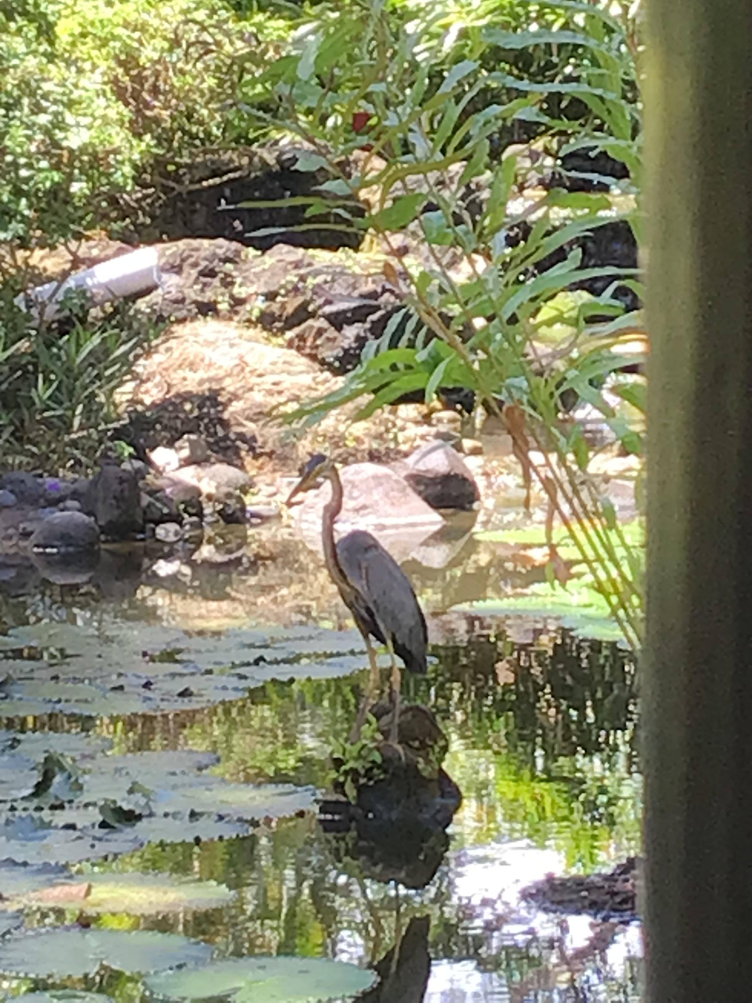 The dining club area, koi, cranes and other birds around the area.