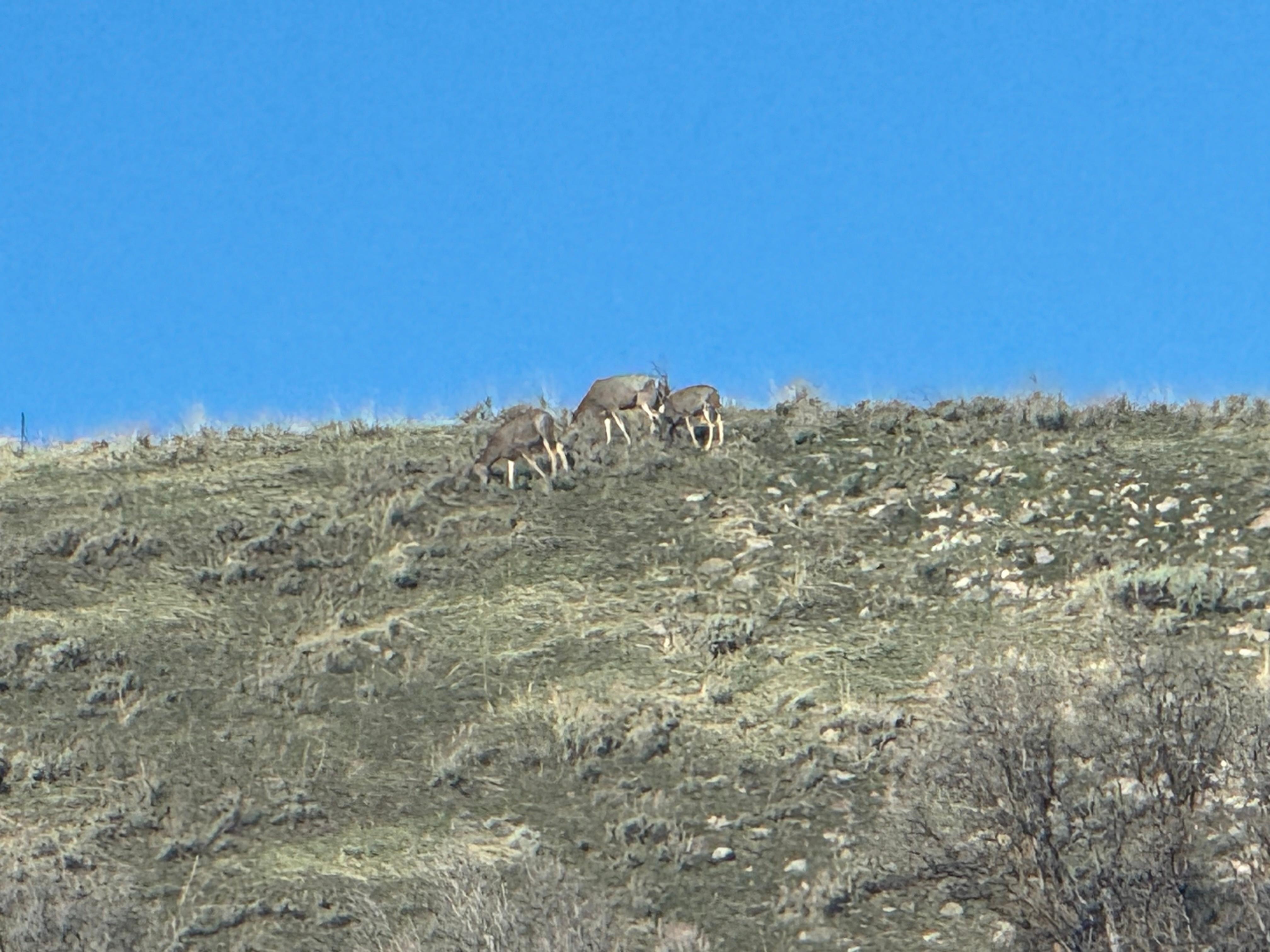 Morning deer above the cabin