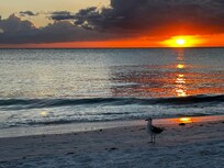 Sunset and "Horace" our favorite gull!