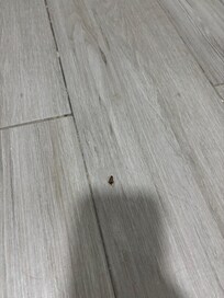 Roach
