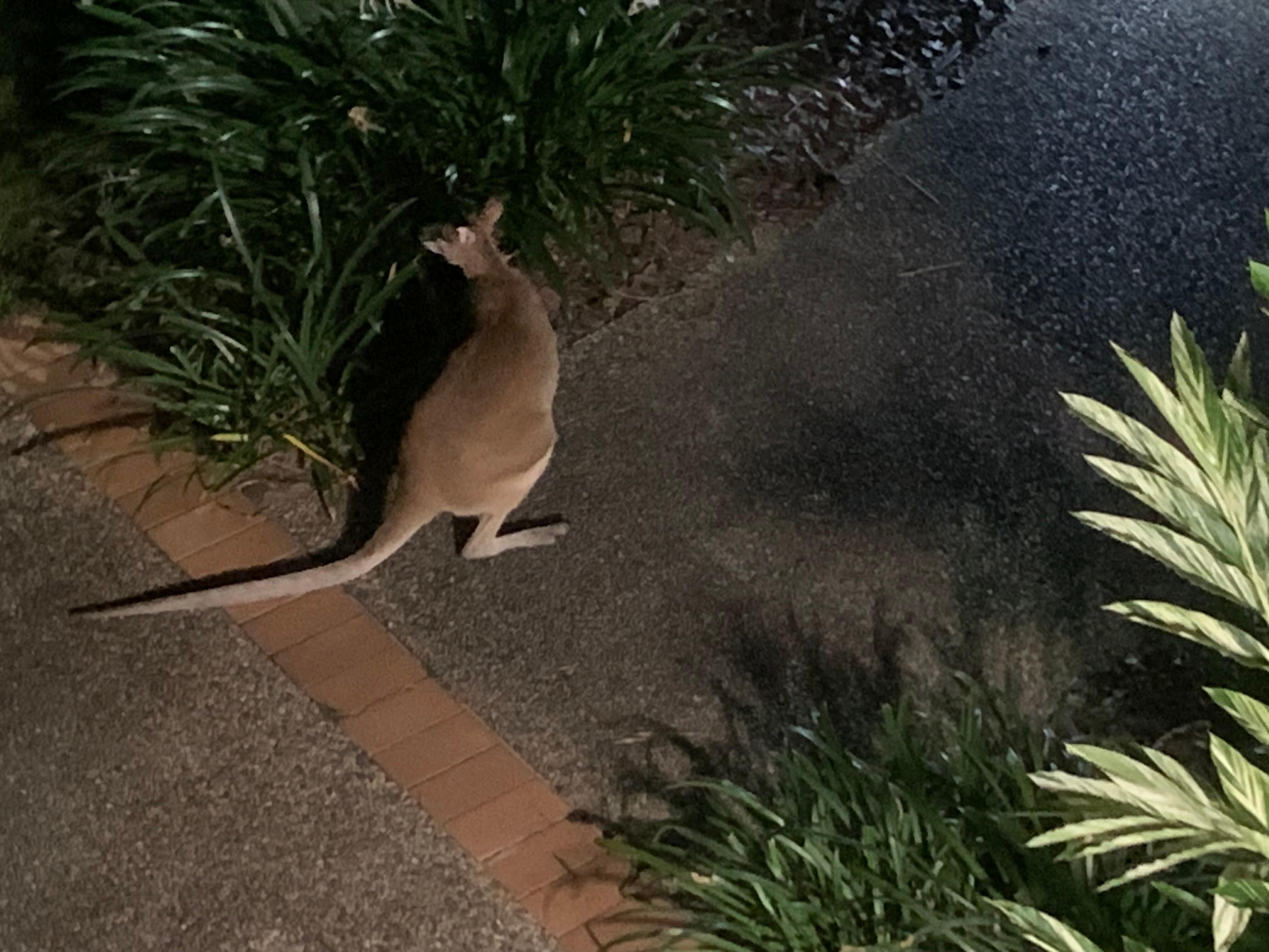 Nightly visitor 