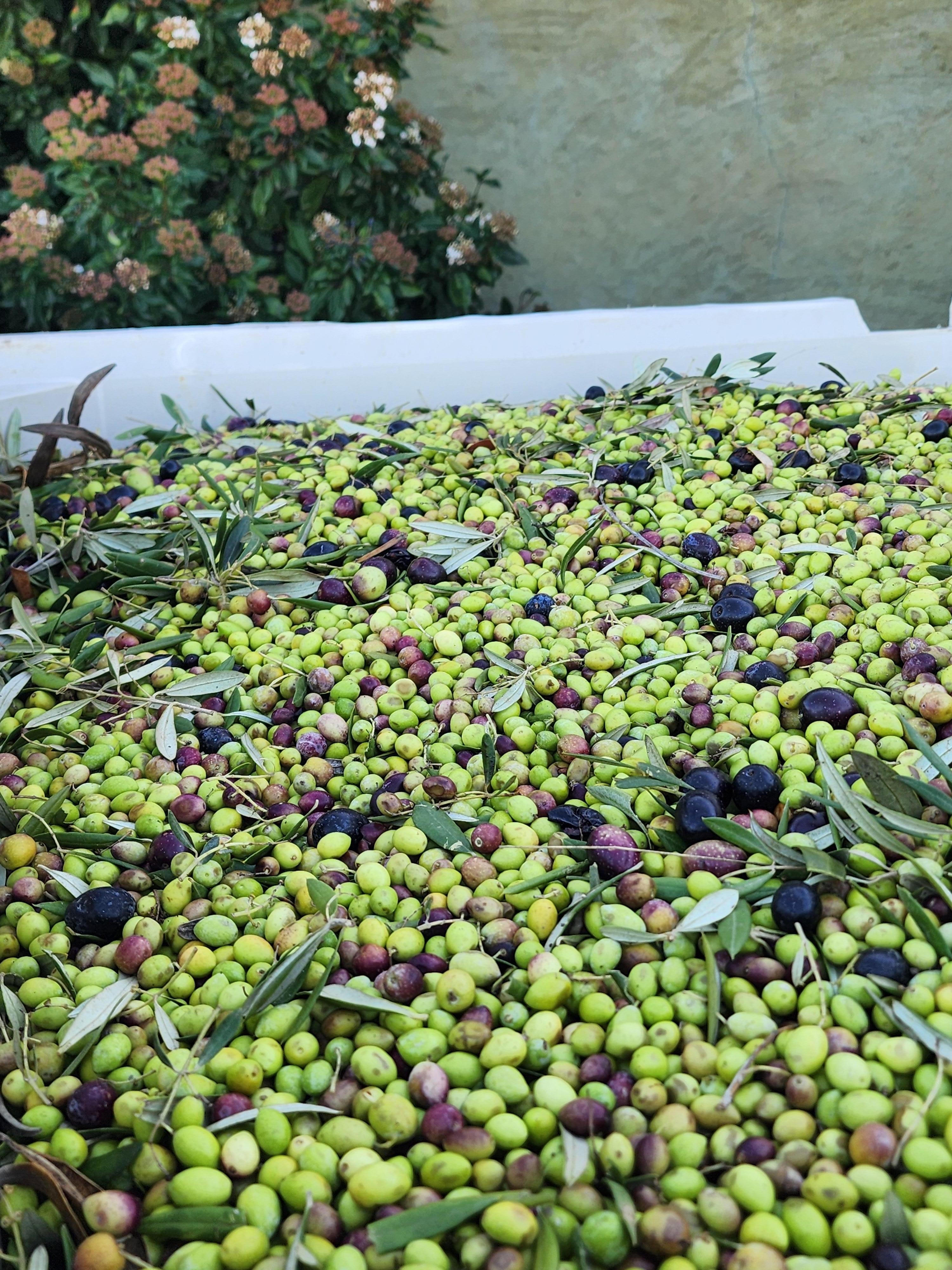 Olive farm tour. Several in the area and are worth a visit. 