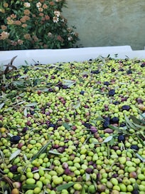 Olive farm tour. Several in the area and are worth a visit.