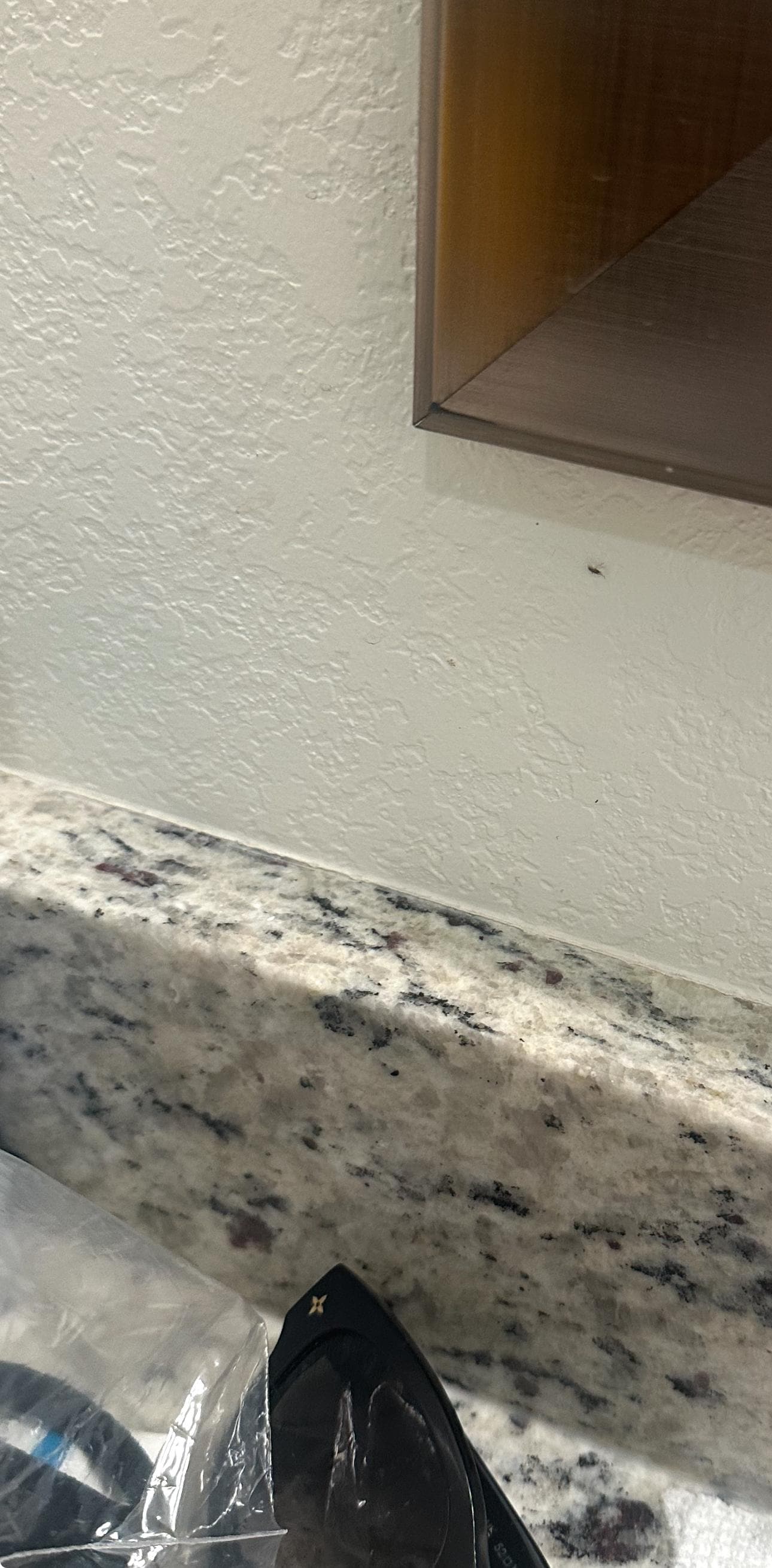 Bathroom area: Gnat visible on the wall 