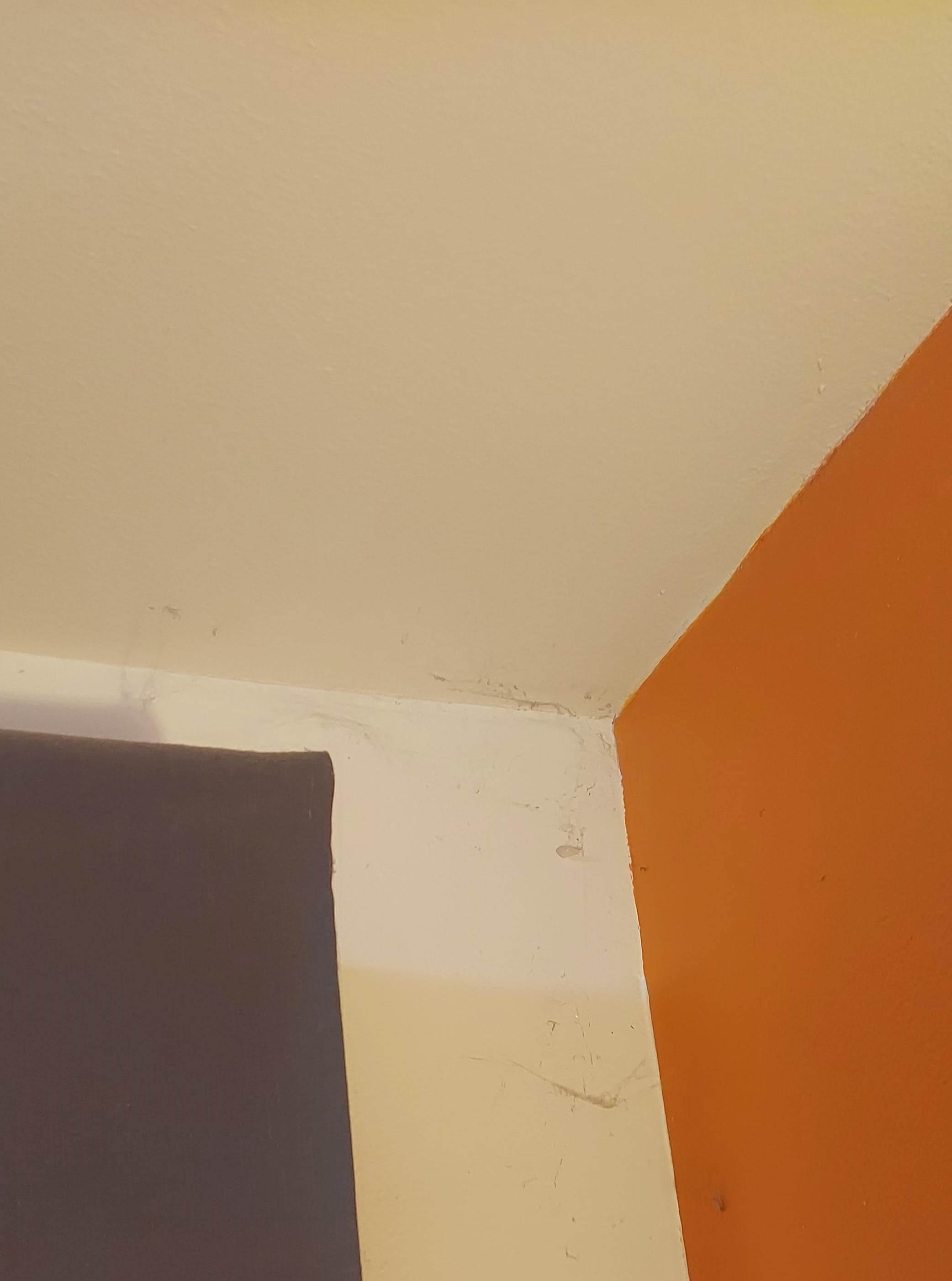 Spider webs in the corners are so thick that I could knit a small shirt. Unacceptable!