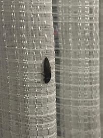Yes. That was my pet bug. On the sheets. That did not block light.