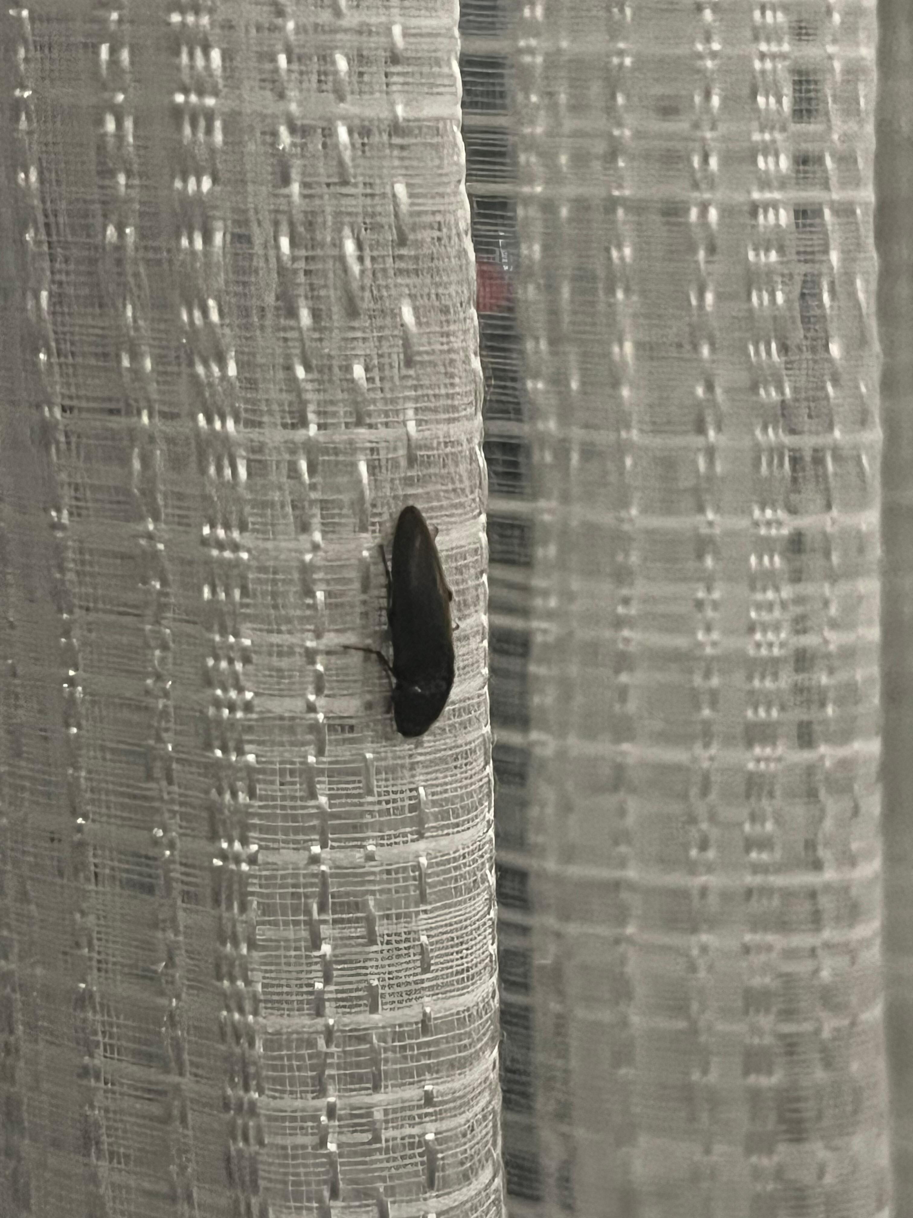 Yes. That was my pet bug. On the sheets. That did not block light. 