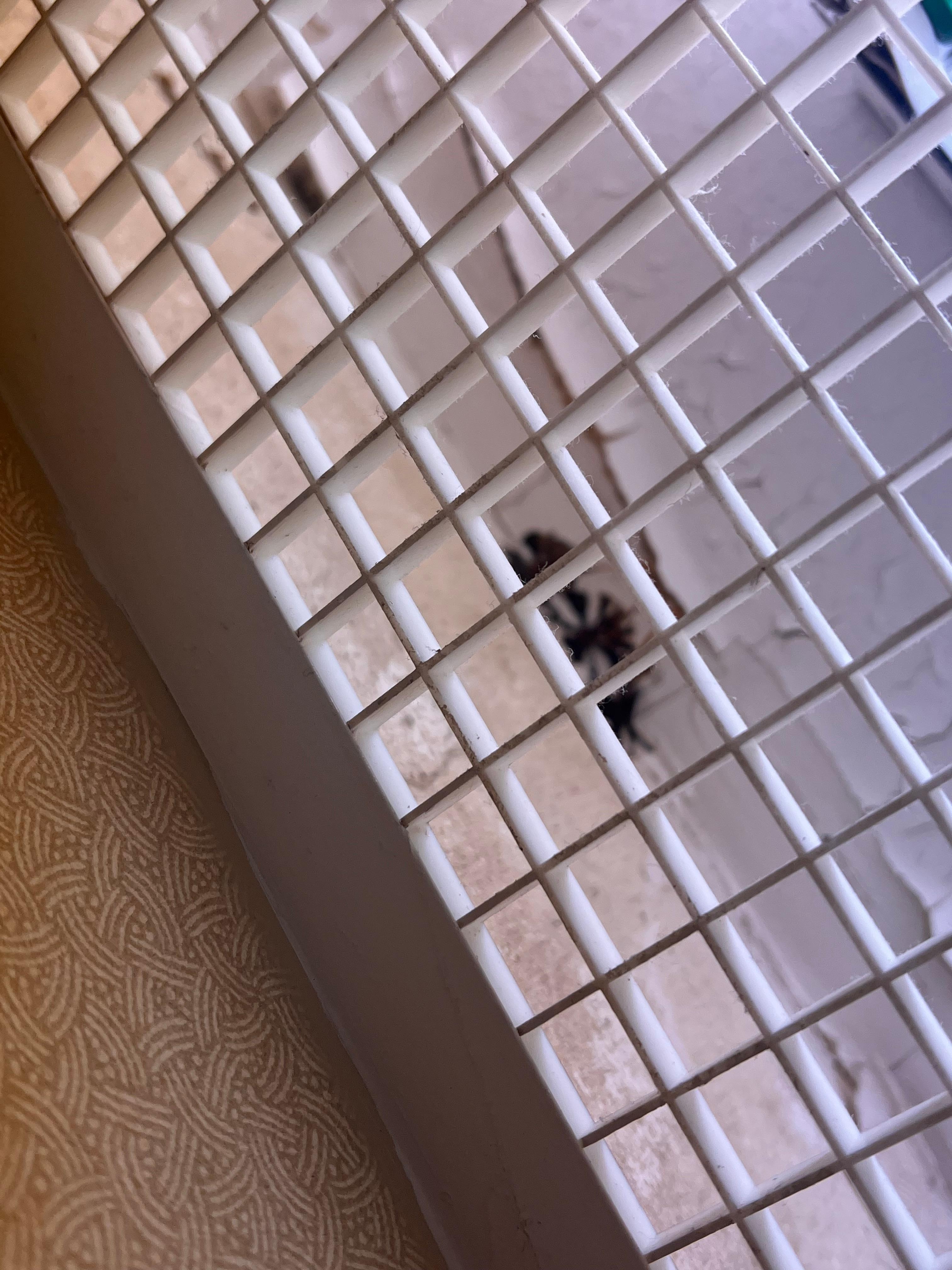 Fungus/mushrooms growing out of ceiling 