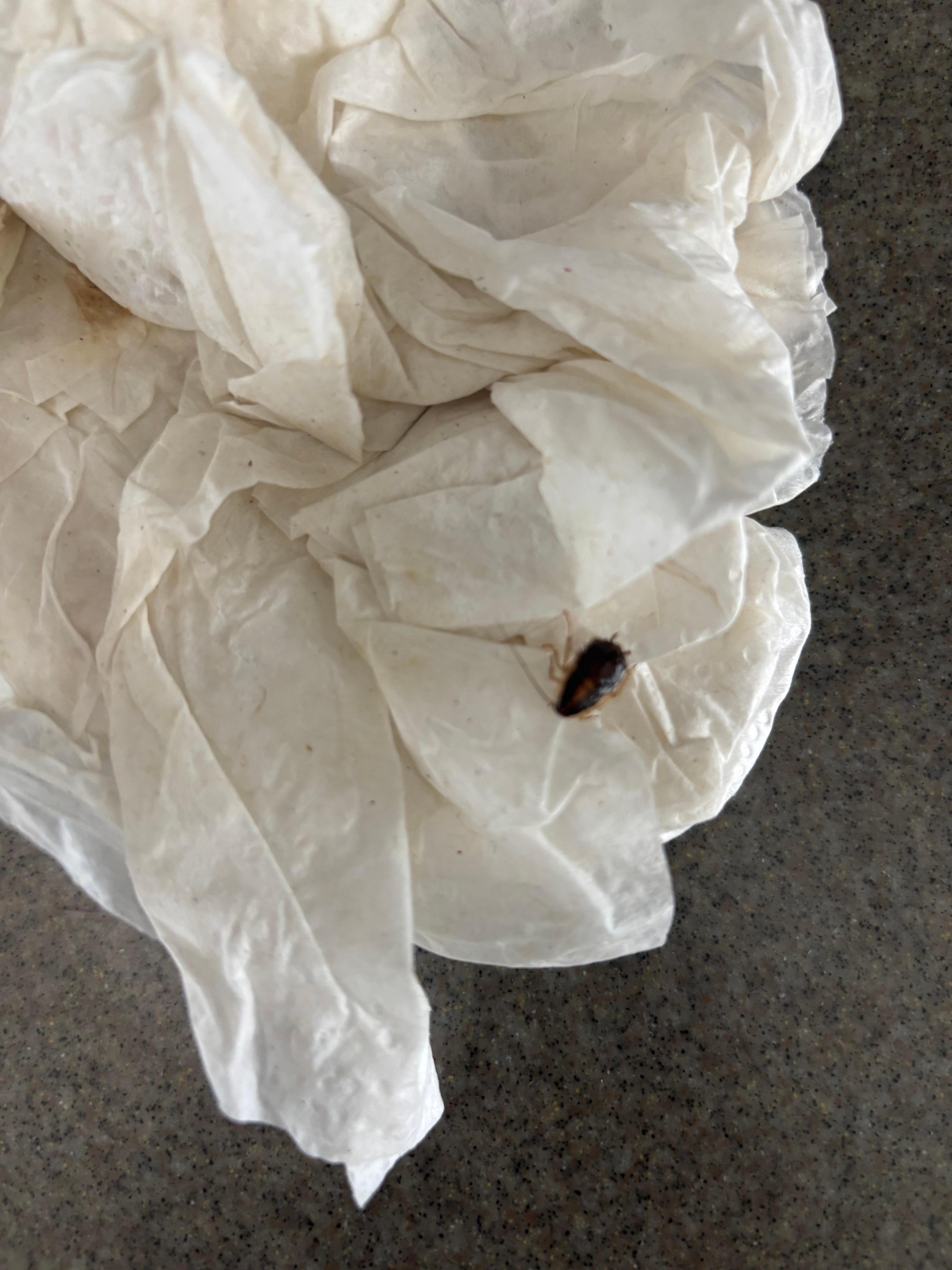 One of the roaches that came out by the dish washer, oven, pantry or kitchen island.