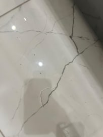 Tiny black bugs crawling everywhere