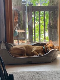 One tired pup.