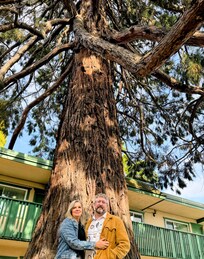 Beautiful sequoia tree out front