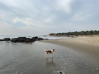 Beach on property.