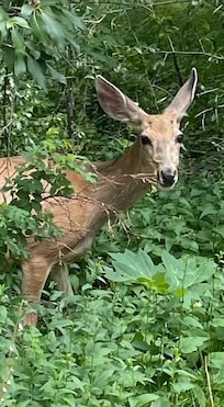 Deer on the road down from Catamount Falls Trail