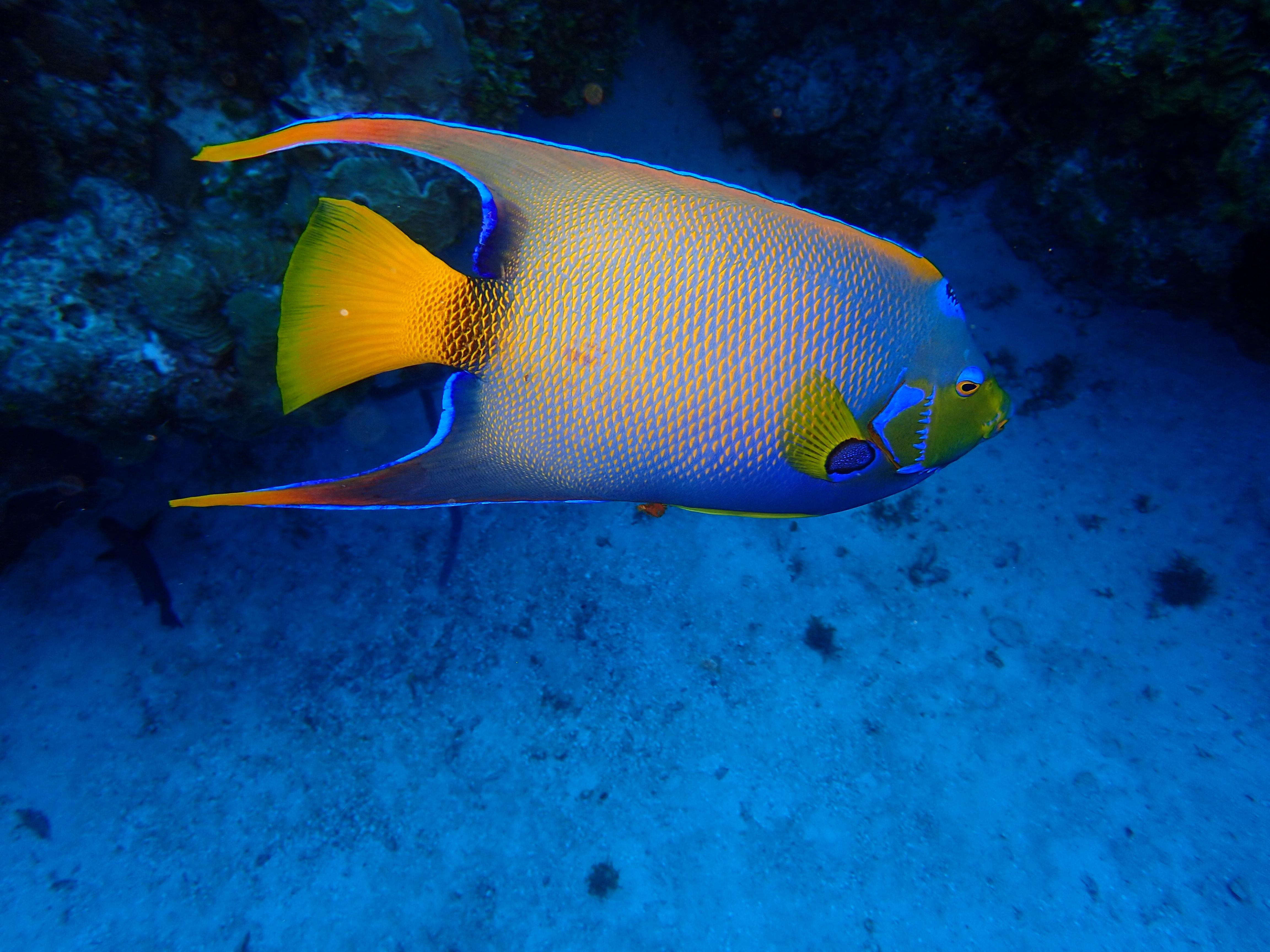 Queen Angelfish
