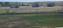 Back yard morning