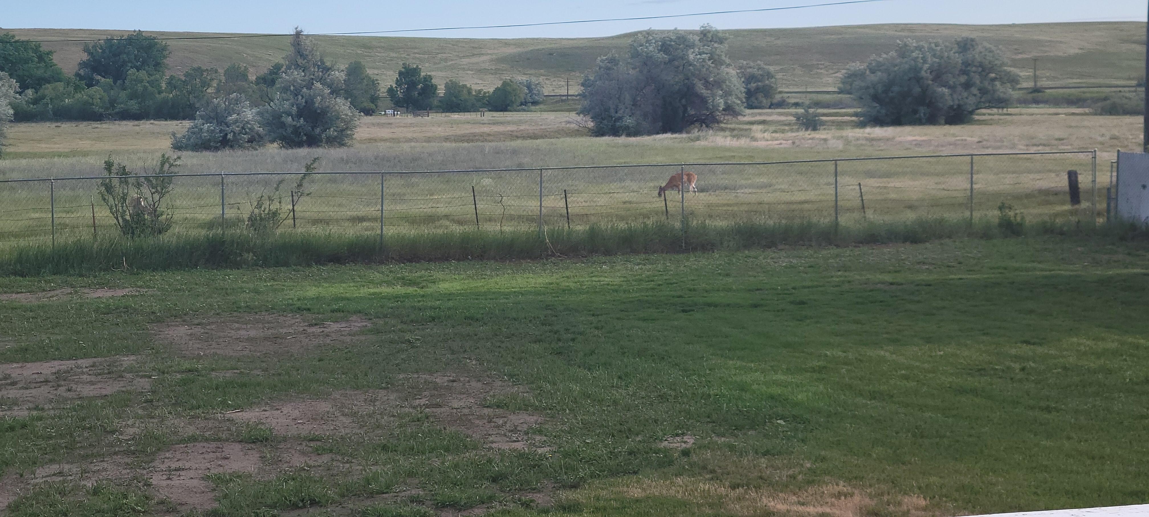 Back yard morning